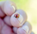 lady bug on a finger  close up image Royalty Free Stock Photo