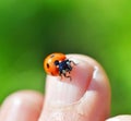 lady bug on a finger close up image Royalty Free Stock Photo