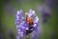 Lady bug on flower Royalty Free Stock Photo