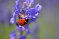 Lady bug on flower Royalty Free Stock Photo