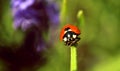 Lady bug on flower Royalty Free Stock Photo