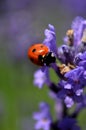 Lady bug on flower Royalty Free Stock Photo