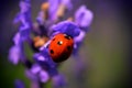 Lady bug on flower Royalty Free Stock Photo
