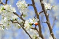 lady bug on flowering branch Royalty Free Stock Photo