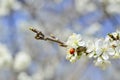 Lady bug on flowering branch Royalty Free Stock Photo