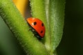 Lady-bug on grass Royalty Free Stock Photo