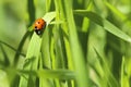 Lady Bug In The Grass Royalty Free Stock Photo