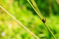 Lady Bug on Grass Stem Royalty Free Stock Photo