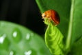 Lady bug on green leaf Royalty Free Stock Photo