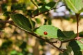 Lady Bug on green leaf Royalty Free Stock Photo