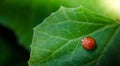 Lady bug on green leaf Royalty Free Stock Photo
