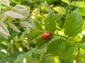 Lady bug on green leaf Royalty Free Stock Photo