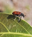 Lady bug on a green leaf