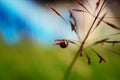 Lady Bug Hanging on Grass Seed Royalty Free Stock Photo