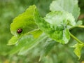 Lady bug hiding under the green leaf Royalty Free Stock Photo