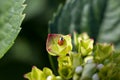 Lady bug on Hortensia