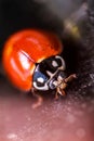 Lady bug Royalty Free Stock Photo