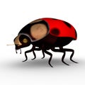 Lady bug Royalty Free Stock Photo