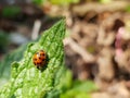Lady bug on a leaf blur. Royalty Free Stock Photo