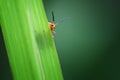Lady bug on leaf