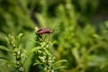 Lady bug on a leaf. Green leaf-eating insects Royalty Free Stock Photo