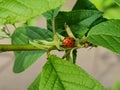 Lady bug on the leafs