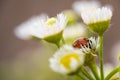 A lady bug resting on a tiny flower Royalty Free Stock Photo