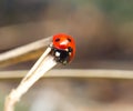 Lady bug. Macro closeup Royalty Free Stock Photo