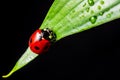 Lady bug Royalty Free Stock Photo