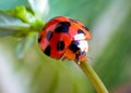 Lady bug merayap Royalty Free Stock Photo