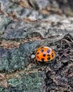 Lady bug moves across tree bark