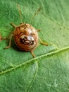 Lady bug perched on green leaves Royalty Free Stock Photo