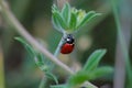 Lady bug