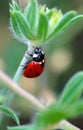 Lady bug