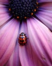 Lady bug on a pink daisy Royalty Free Stock Photo