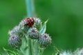 Lady bug on a plant. Royalty Free Stock Photo