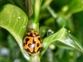 Lady bug on plants Royalty Free Stock Photo