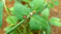 A Symbol of Freedom: Marvel at the Splendor of a Ladybug's Pre-Flight Preparations