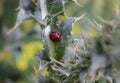 Lady bug on prickly green leaf Royalty Free Stock Photo