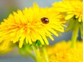 Lady bug resting on yellow dandelions