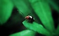 a lady bug sit on a green leaf Royalty Free Stock Photo