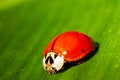 Lady bug 2 Royalty Free Stock Photo