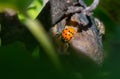 Lady bug sitting on a rotten fig Royalty Free Stock Photo