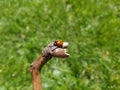 Lady Bug on Stick Royalty Free Stock Photo