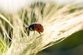 Lady bug on sunlit backlight long green spica plant on sunset light as concept of tranquility and balance Royalty Free Stock Photo