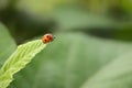 Lady Bug taking a leap Royalty Free Stock Photo