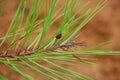 Lady Bug taking a rest