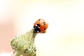 Lady Bug on the tip of a dandelion Royalty Free Stock Photo