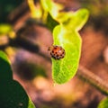 Lady bug trying to fly on leaf