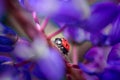 Lady bug on violet Lupine flower Royalty Free Stock Photo